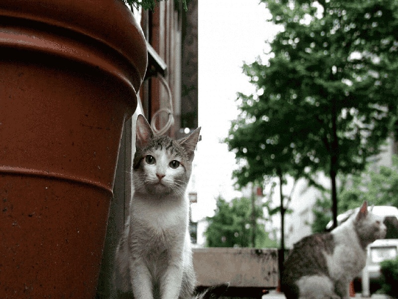 试管食用菌（试管拮抗方案 费用）